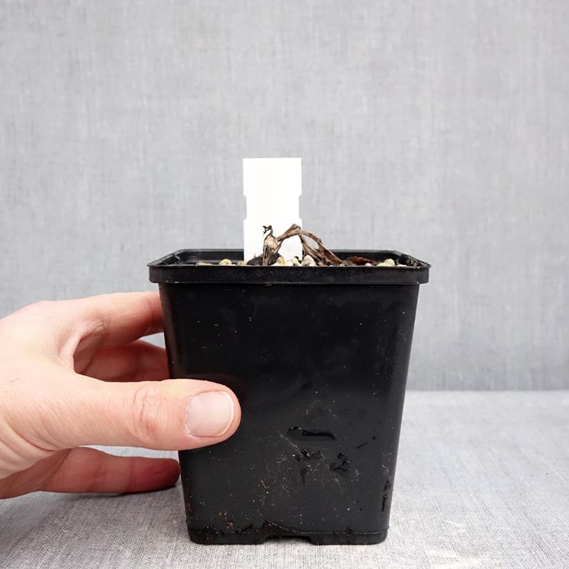 Cypripedium Sabine - Lady Slipper Orchid 1L/1.5L pot sample as delivered in winter