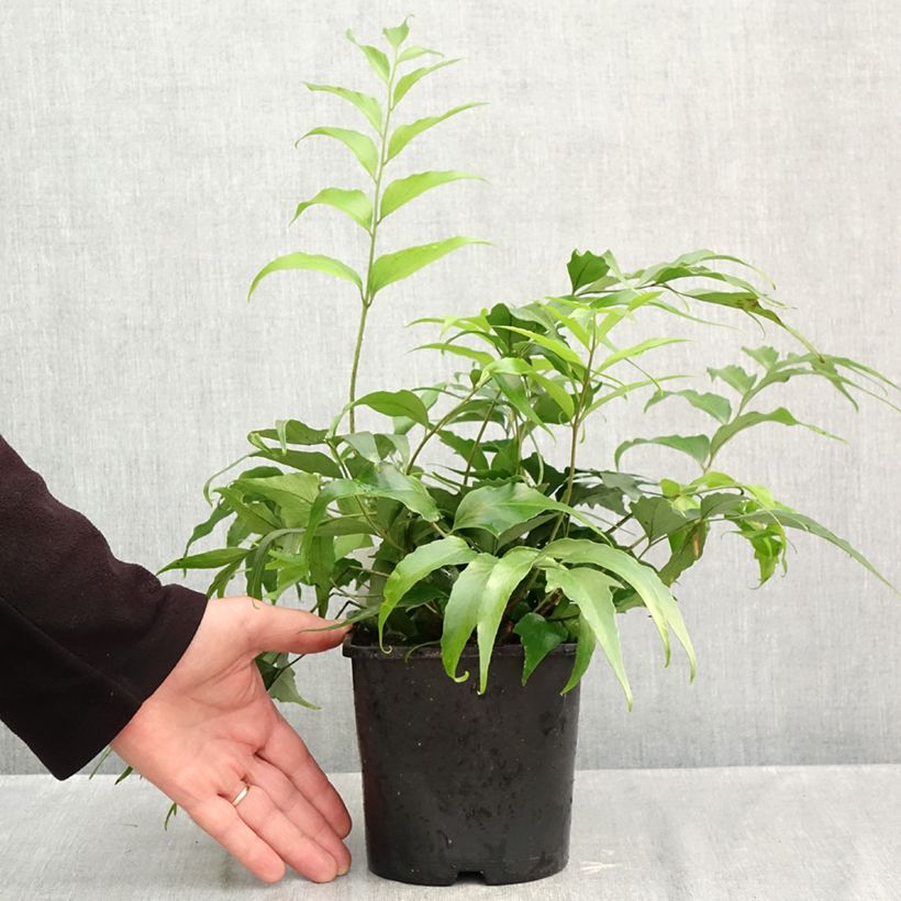 Cyrtomium devexiscapulae 2L/3L pot sample as delivered in autumn