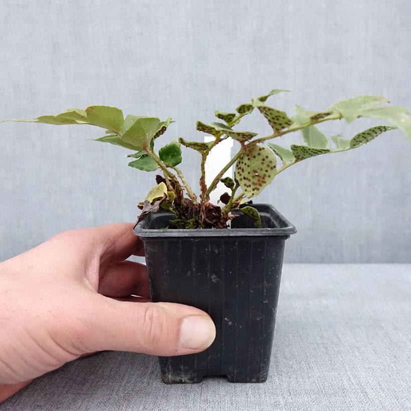 Cyrtomium falcatum Spin Cycle 8/9 cm pot sample as delivered in winter