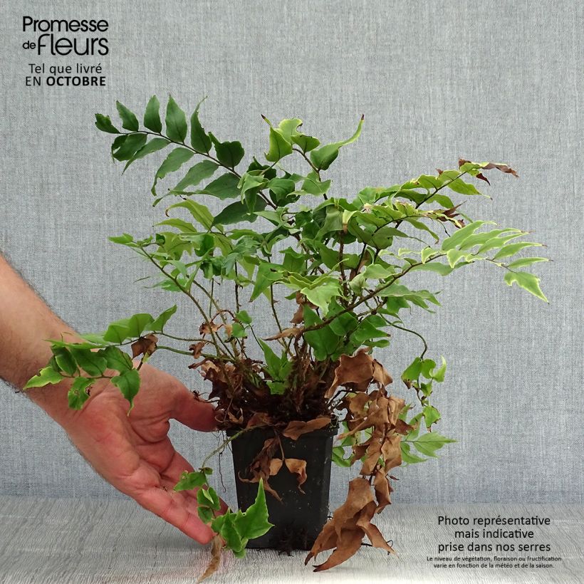 Cyrtomium fortunei var. clivicola 8/9 cm pot sample as delivered in autumn