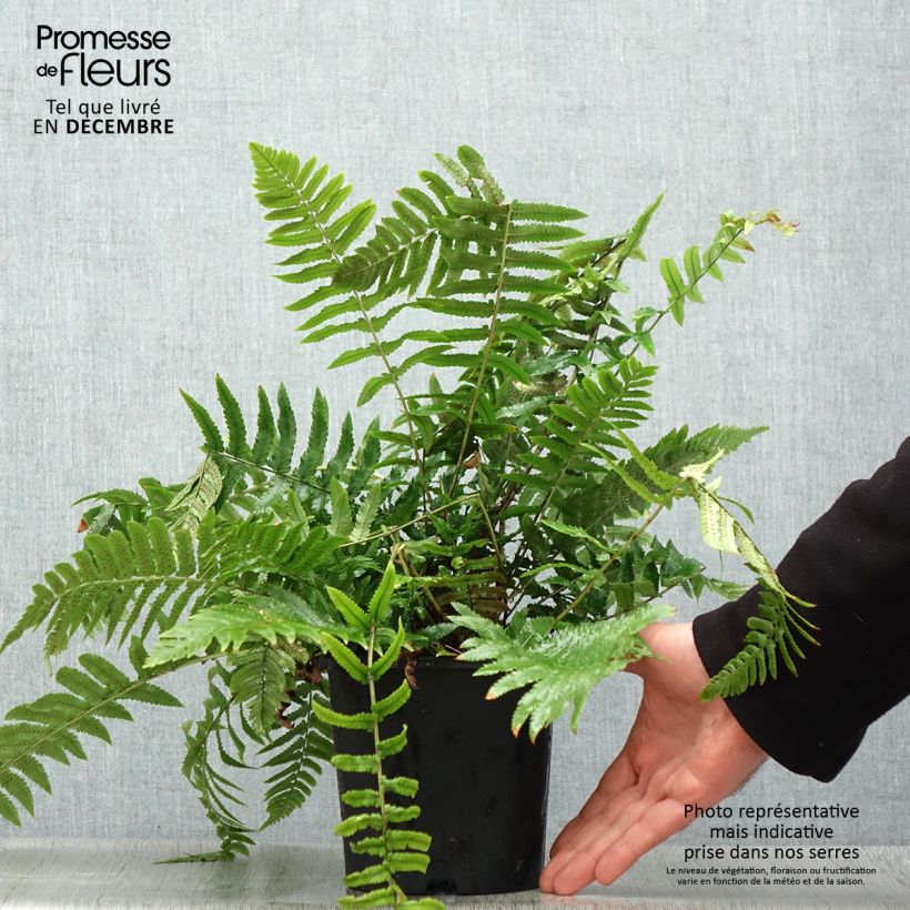 Cyrtomium fortunei var. clivicola 2L/3L pot sample as delivered in winter