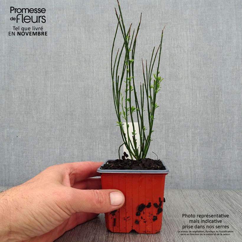 Cytisus procumbens Zeelandia 8/9 cm pot sample as delivered in autumn