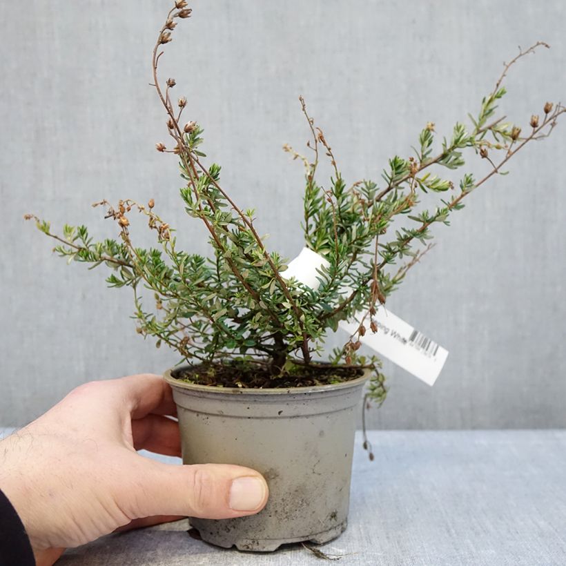 Daboecia cantabrica Creeping White - Irish Heath 12cm pot sample as delivered in winter