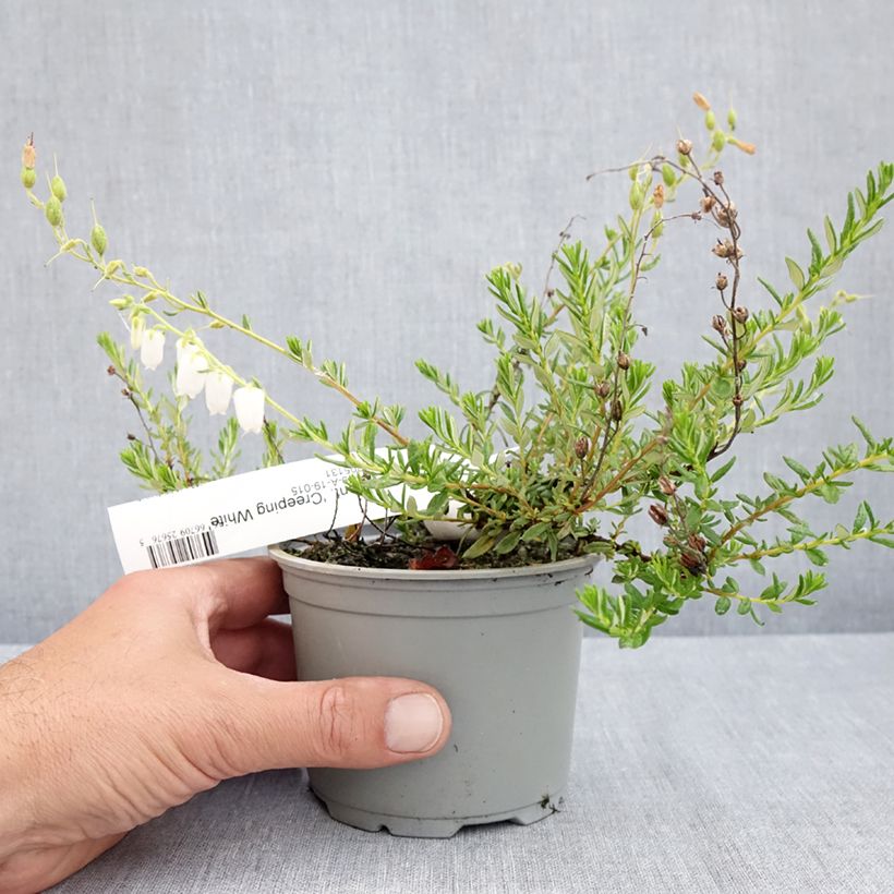 Daboecia cantabrica Creeping White - Irish Heath 12cm pot sample as delivered in spring
