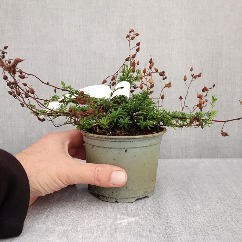 Daboecia cantabrica Cupido - Irish Heath 12cm pot sample as delivered in autumn
