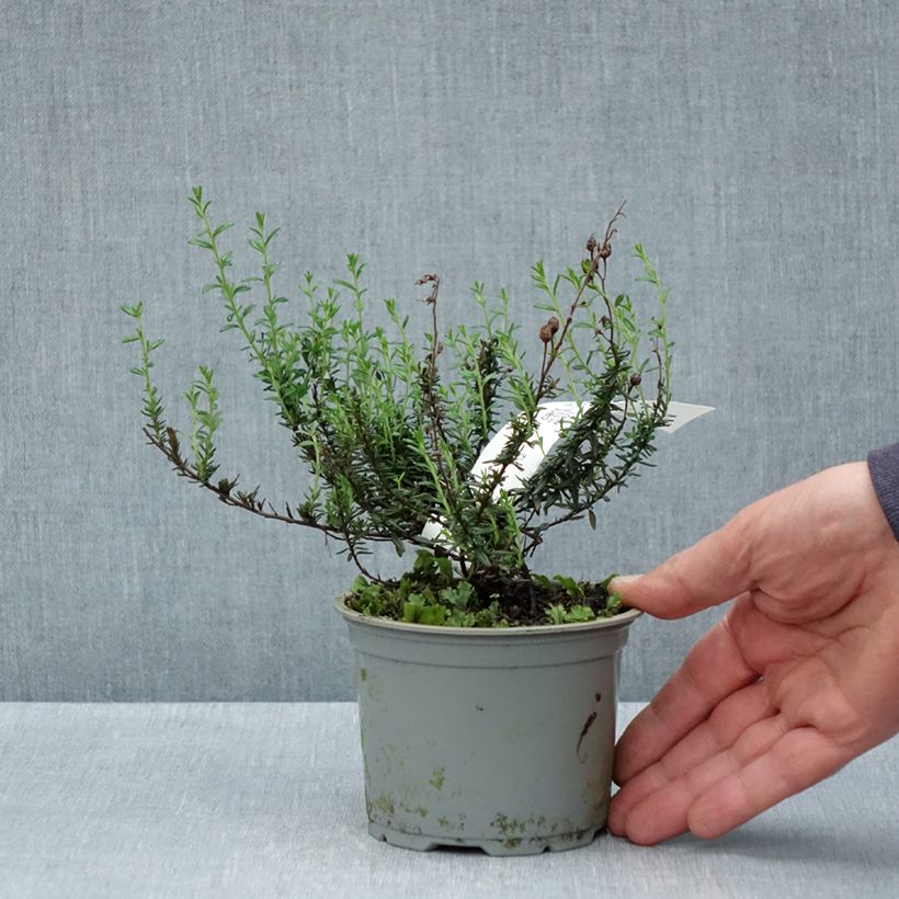Daboecia cantabrica Purpurea 12cm pot sample as delivered in spring