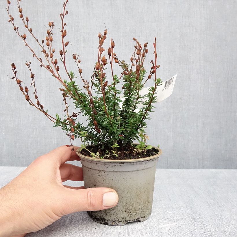 Daboecia cantabrica Vanessa - Irish Heath 12cm pot sample as delivered in autumn