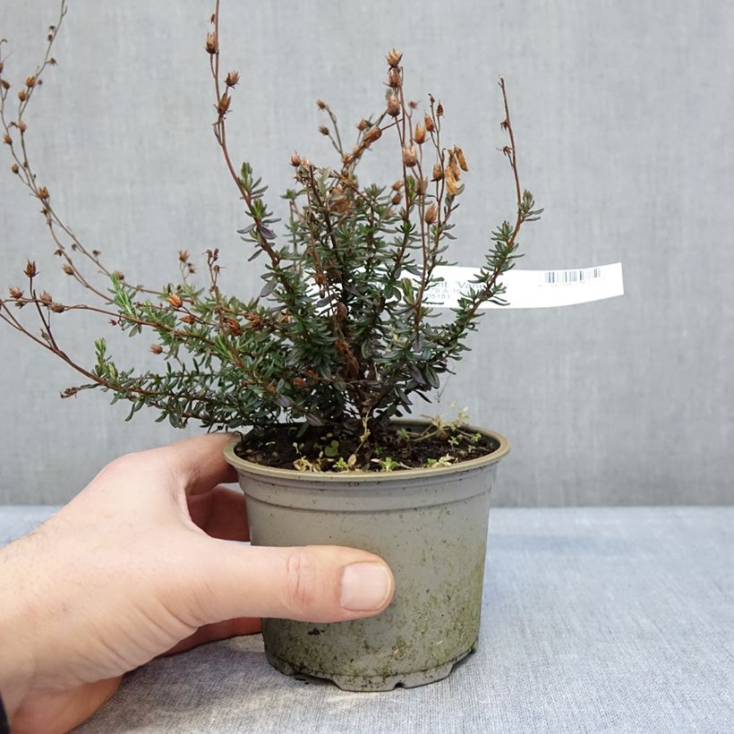 Daboecia cantabrica Vanessa - Irish Heath 12cm pot sample as delivered in winter