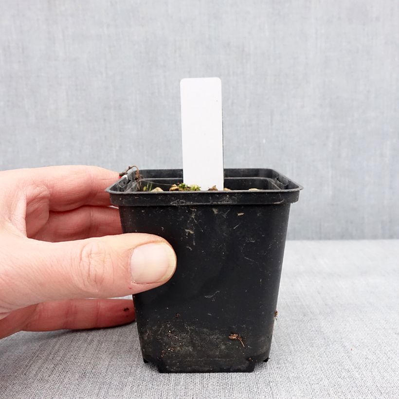 Dactylorhiza alpestris  8/9 cm pot sample as delivered in winter