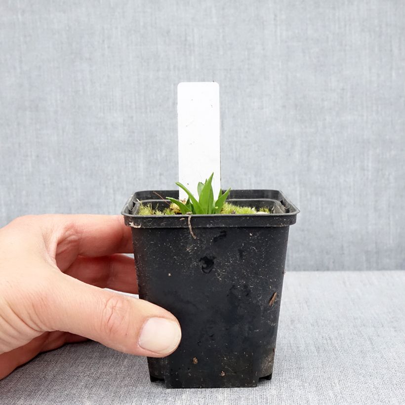 Dactylorhiza alpestris  8/9 cm pot sample as delivered in spring