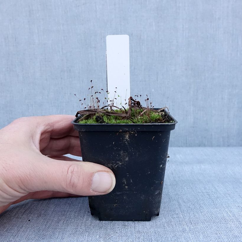 Dactylorhiza Foliorella 8/9 cm pot sample as delivered in winter