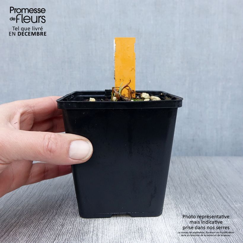 Dactylorhiza fuchsii - Common Spotted Orchi 8/9 cm pot sample as delivered in winter