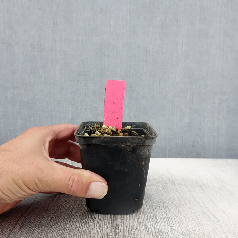 Dactylorhiza majalis - Marsh Orchid 8/9 cm pot sample as delivered in autumn
