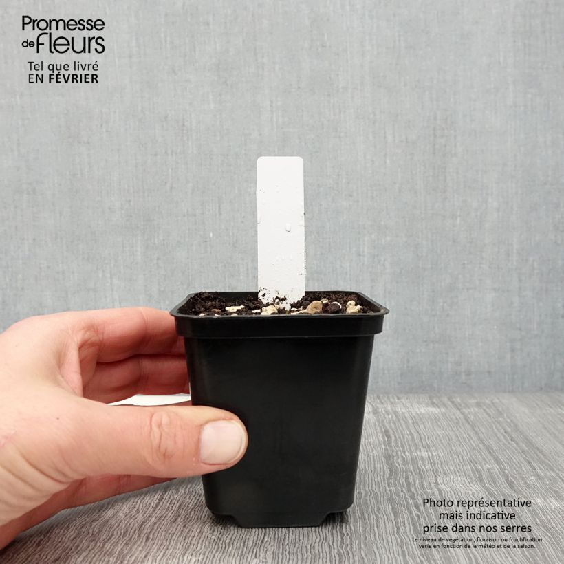 Dactylorhiza praetermissa - Marsh Orchid 8/9 cm pot sample as delivered in winter