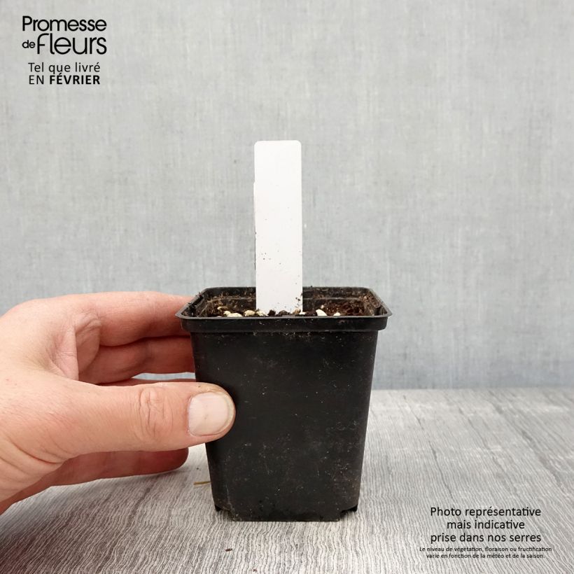 Dactylorhiza purpurella - Marsh Orchid 8/9 cm pot sample as delivered in winter