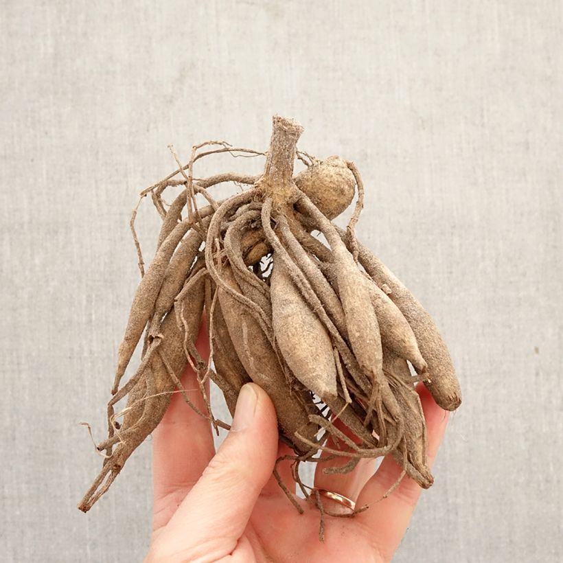 Dahlia Alloway Cottage Bulb sample as delivered in spring