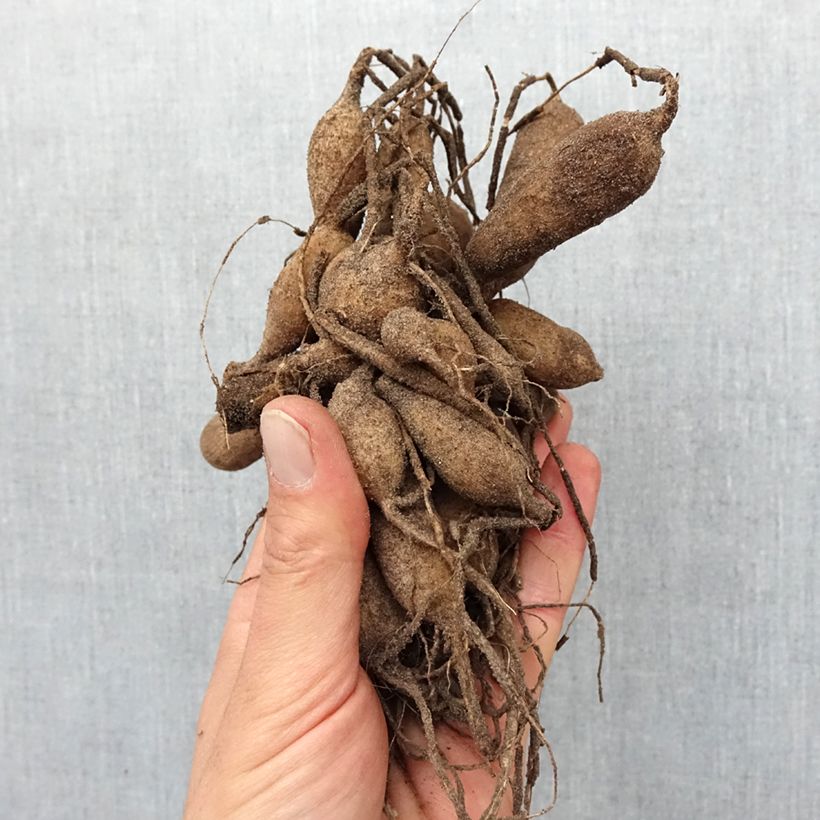 Dahlia Alyshia Bulb size I sample as delivered in spring