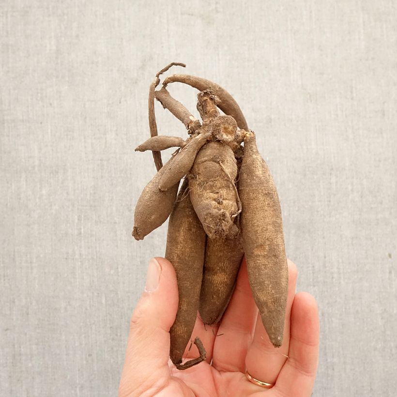 Dahlia Bon Odori Bulb size I sample as delivered in spring