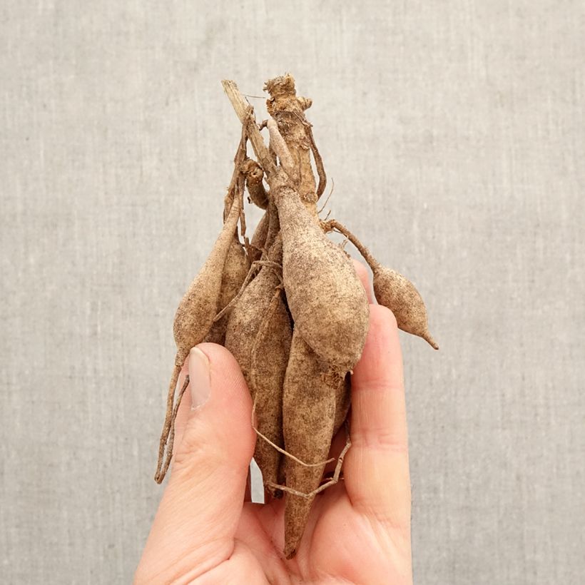 Dahlia Garden Show Bulb size I sample as delivered in spring