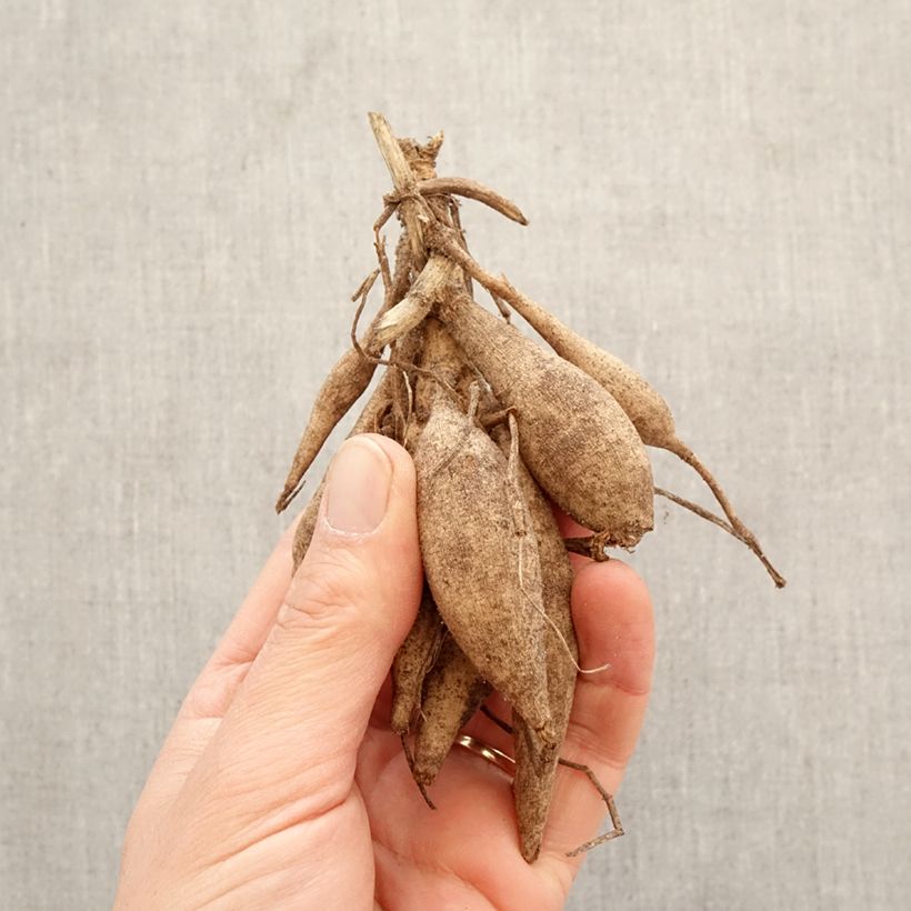 Dahlia Honey Bulb size I sample as delivered in spring