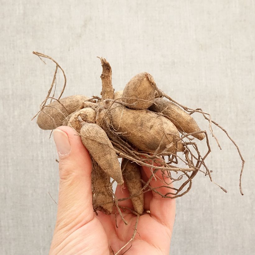 Dahlia Jive Bulb size I sample as delivered in spring