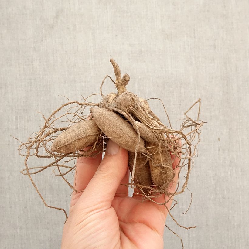 Dahlia Octopus Sparkle Bulb size I sample as delivered in spring