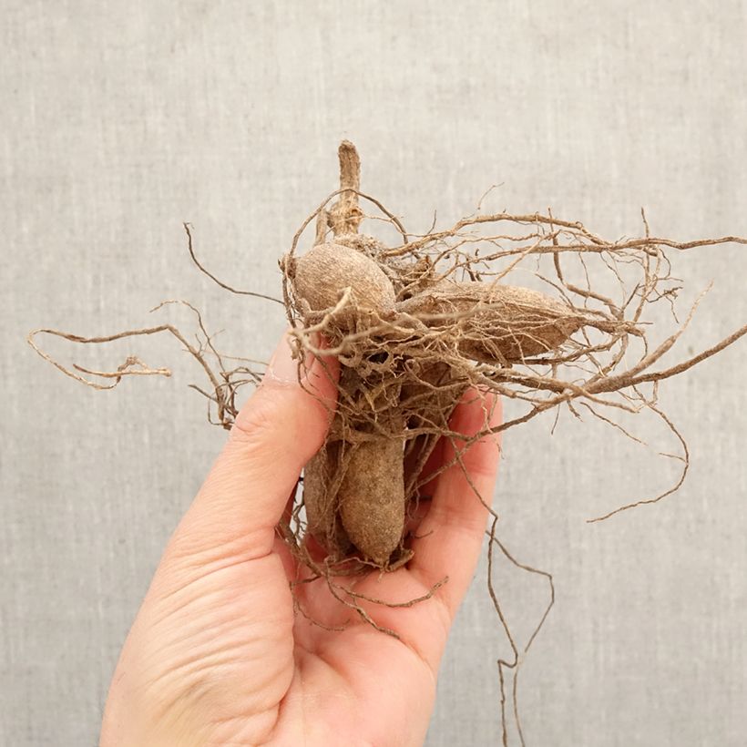 Dahlia Papaye Bulb sample as delivered in spring