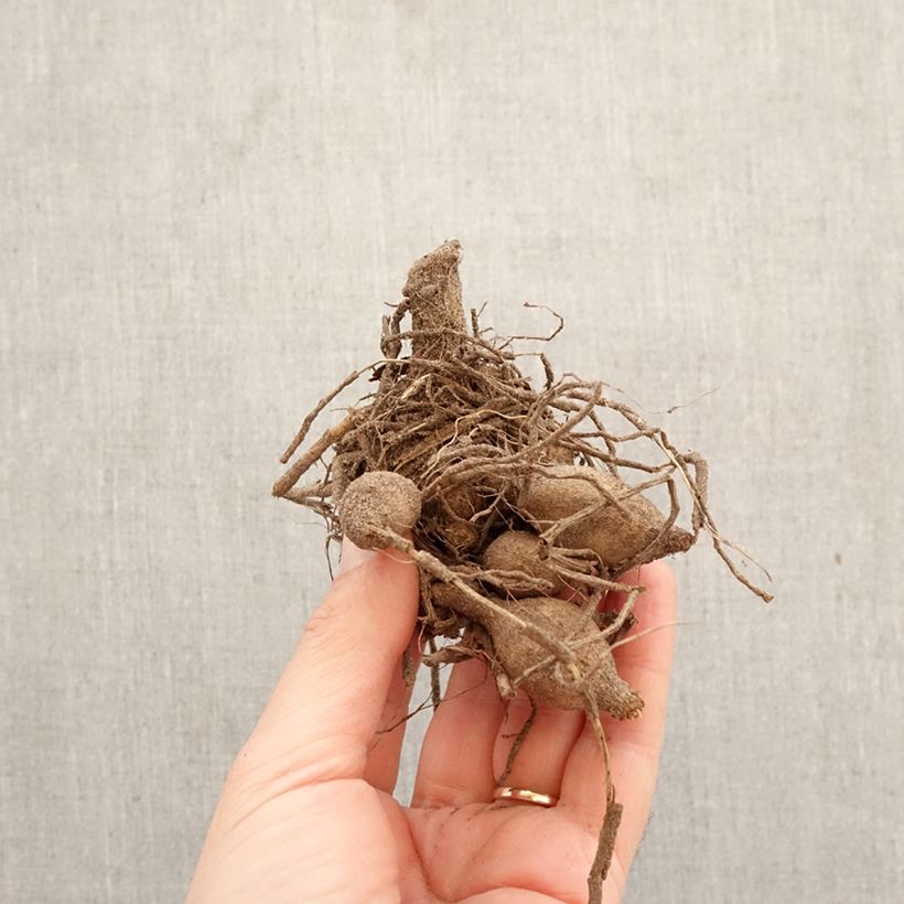 Dahlia Polka Bulb size I sample as delivered in spring