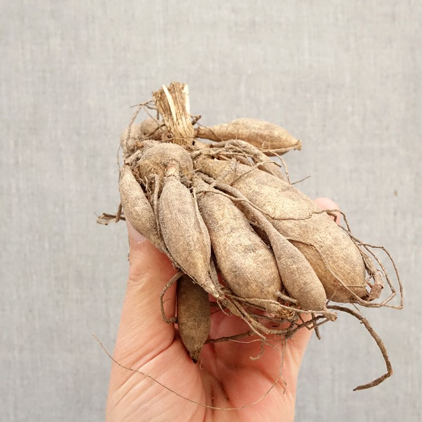 Dahlia Princess Nadine Bulb size I sample as delivered in spring