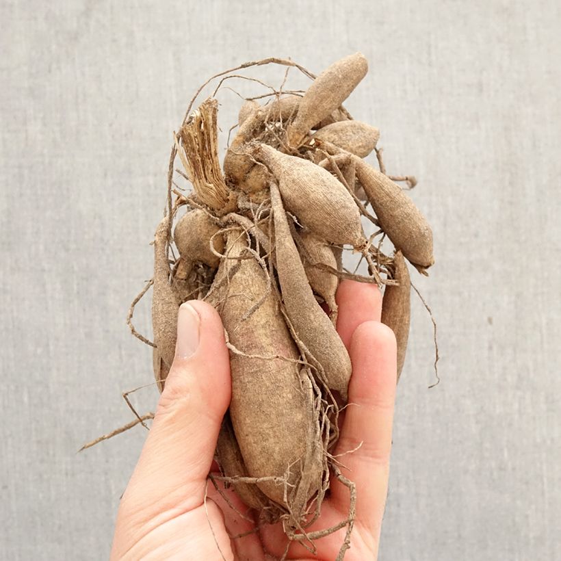 Dahlia Rock and Roll Bulb sample as delivered in spring