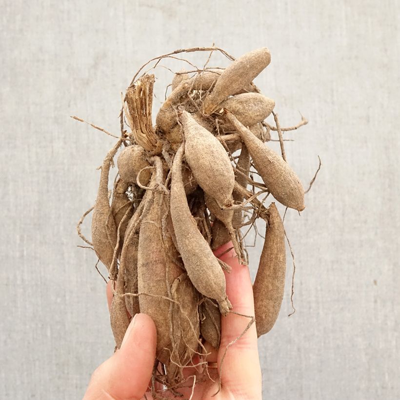 Dahlia Siemen Doorenbos Bulb sample as delivered in spring