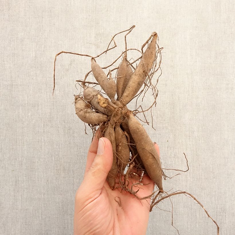 Dahlia Banana Baby Bulb size I sample as delivered in spring