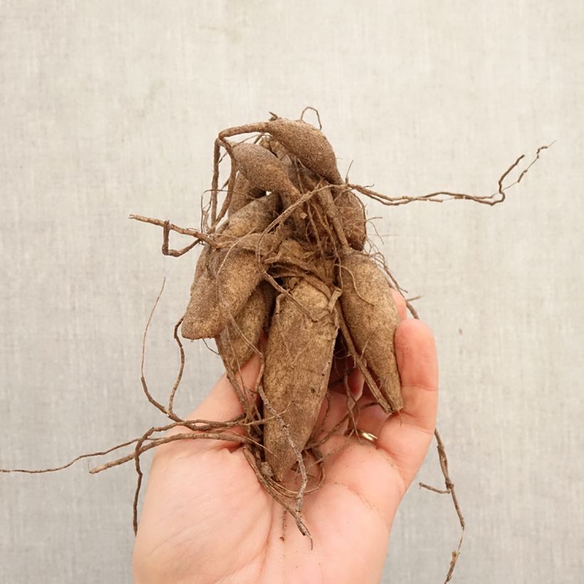 Dahlia  Bazuin® Bright Orange Bulb size I sample as delivered in spring