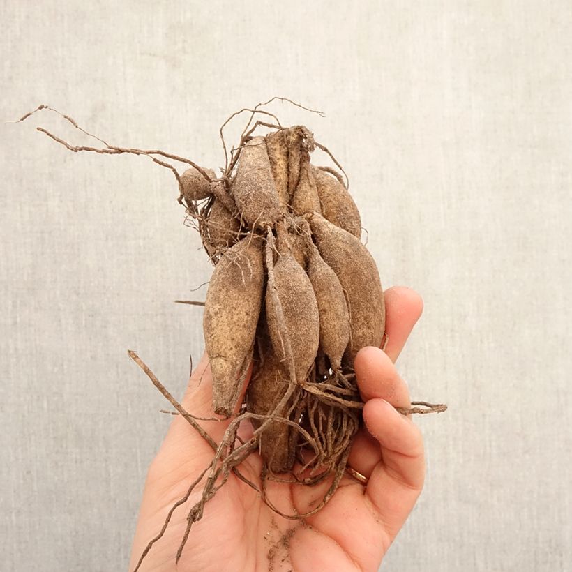 Dahlia Beauty Queen Bulb size I sample as delivered in spring