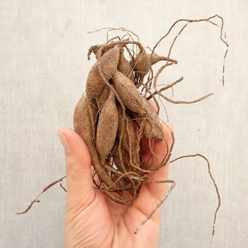 Dahlia Black Hero Bulb size I sample as delivered in spring