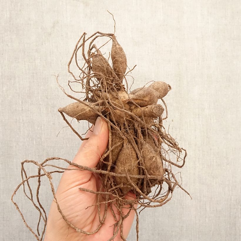 Dahlia Blyton Golden Girl Bulb size I sample as delivered in spring