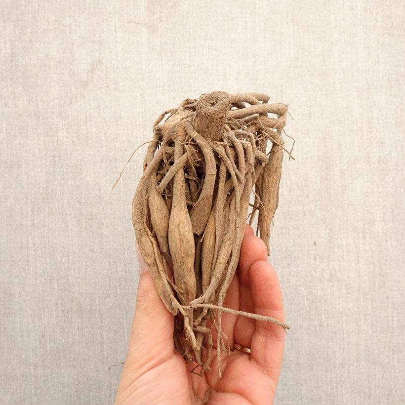 Dahlia Boy Scout Bulb size I sample as delivered in spring