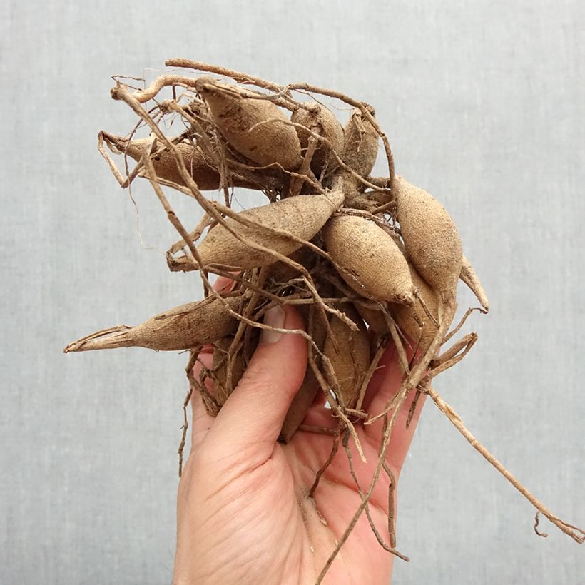 Dahlia Golden Eye Bulb size I sample as delivered in spring