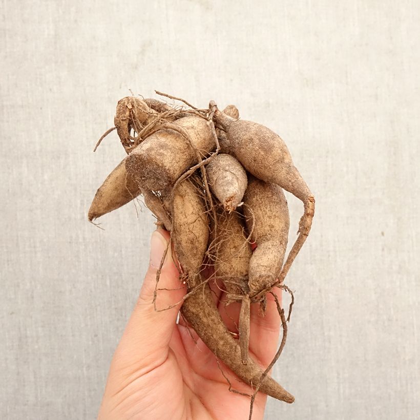 Dahlia Marble Ball Bulb size I sample as delivered in spring