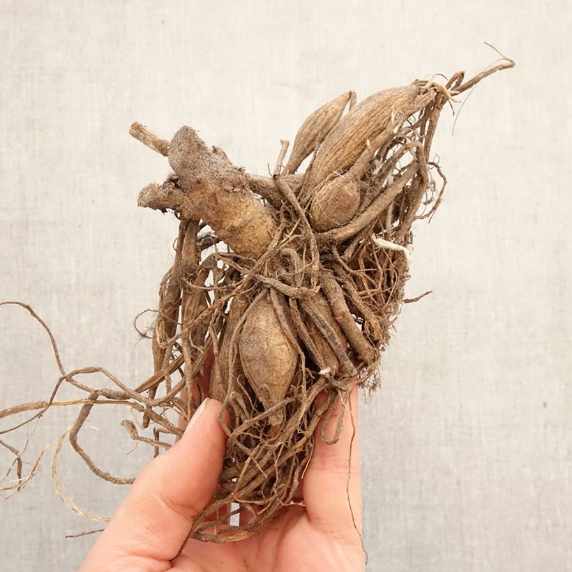 Dahlia Marshmallow Baby Bulb size I sample as delivered in spring