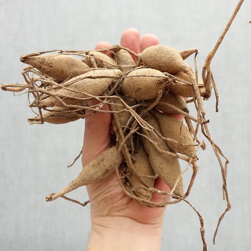 Dahlia Ninas Choice Bulb size I sample as delivered in spring