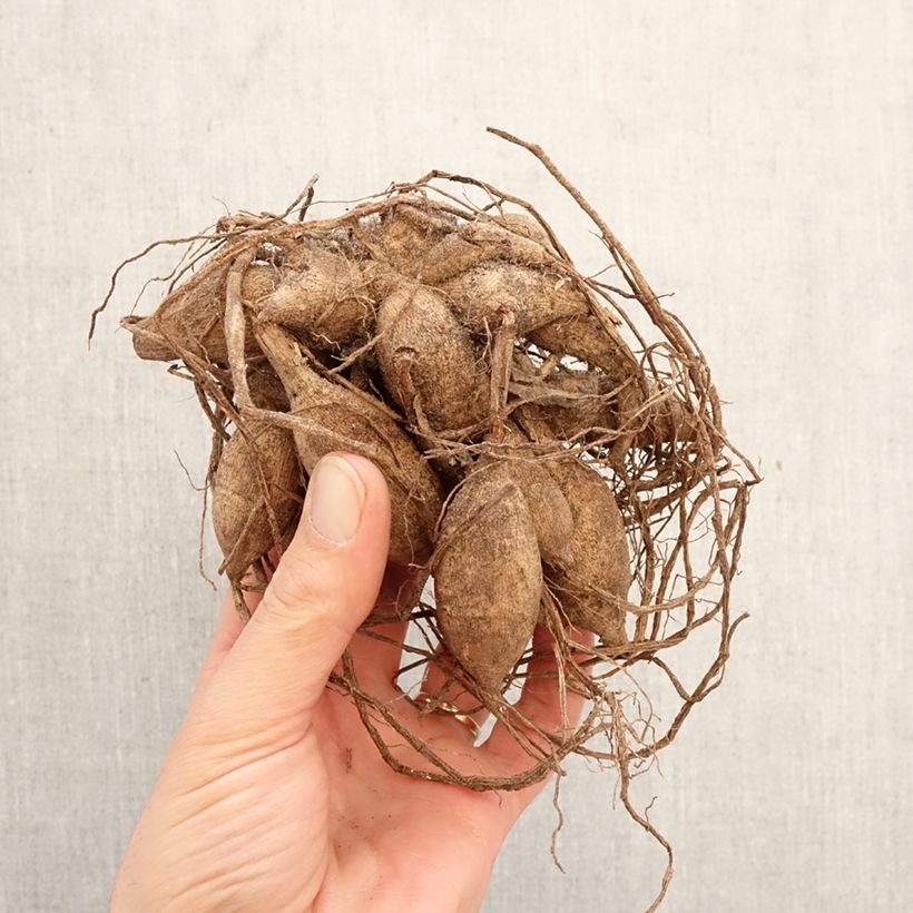 Dahlia Pink Ardour Bulb size I sample as delivered in spring