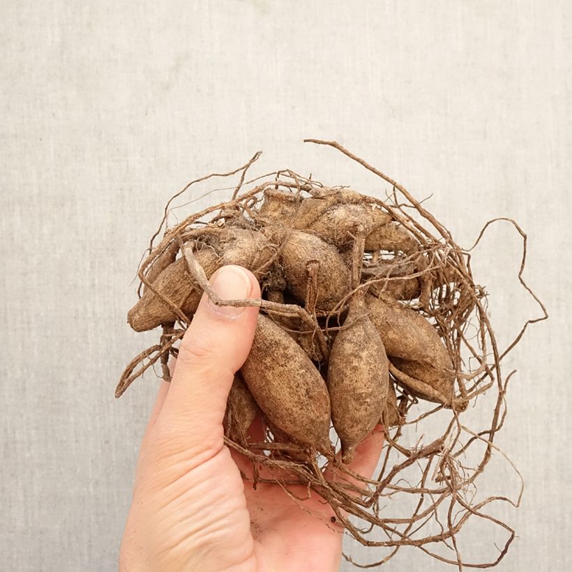 Dahlia Pink Sylvia Bulb size I sample as delivered in spring