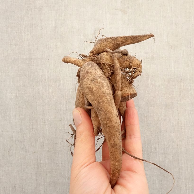 Dahlia Randy Crawford Bulb size I sample as delivered in spring