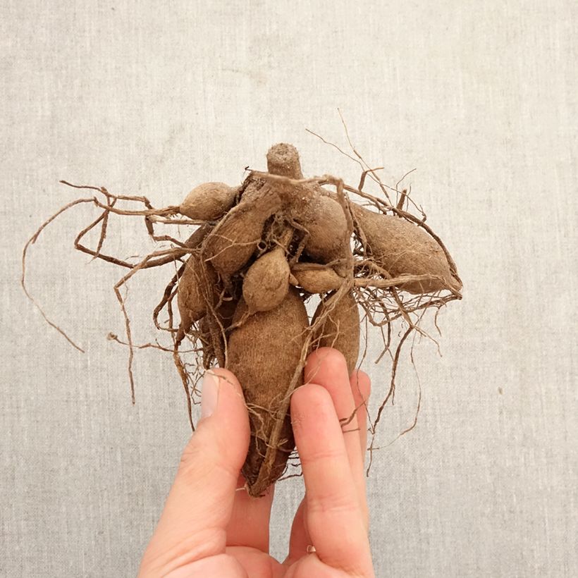 Dahlia Smoothy Bulb size I sample as delivered in spring