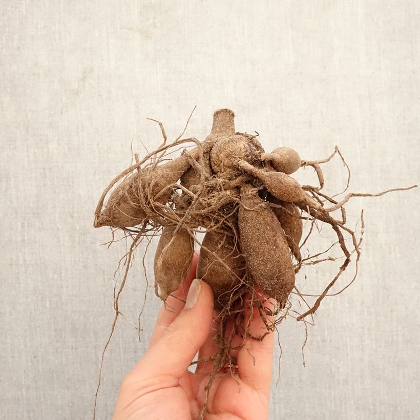 Dahlia Summer Haze Bulb sample as delivered in spring