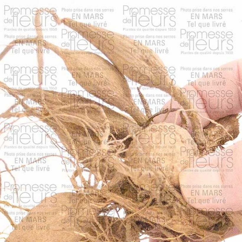 Example of Dahlia décoratif Organza Bulbe specimen as delivered