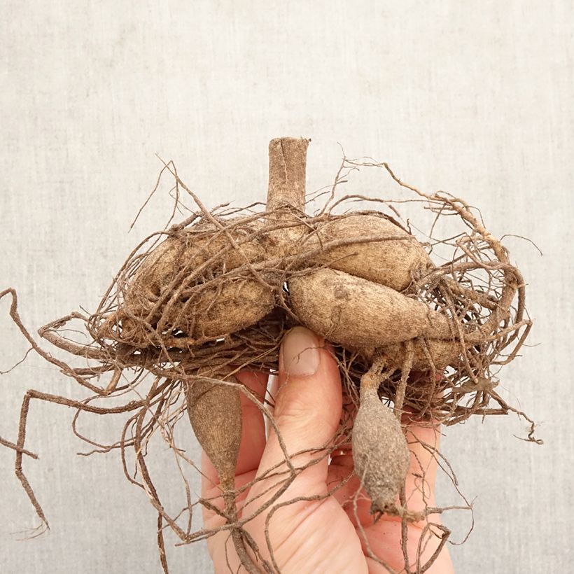 Dahlia Admiral Bulb sample as delivered in spring