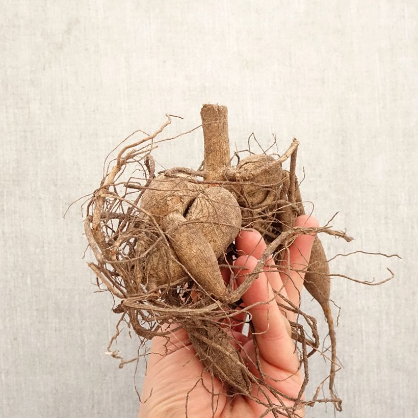 Dahlia Apricot Star Bulb size I sample as delivered in spring