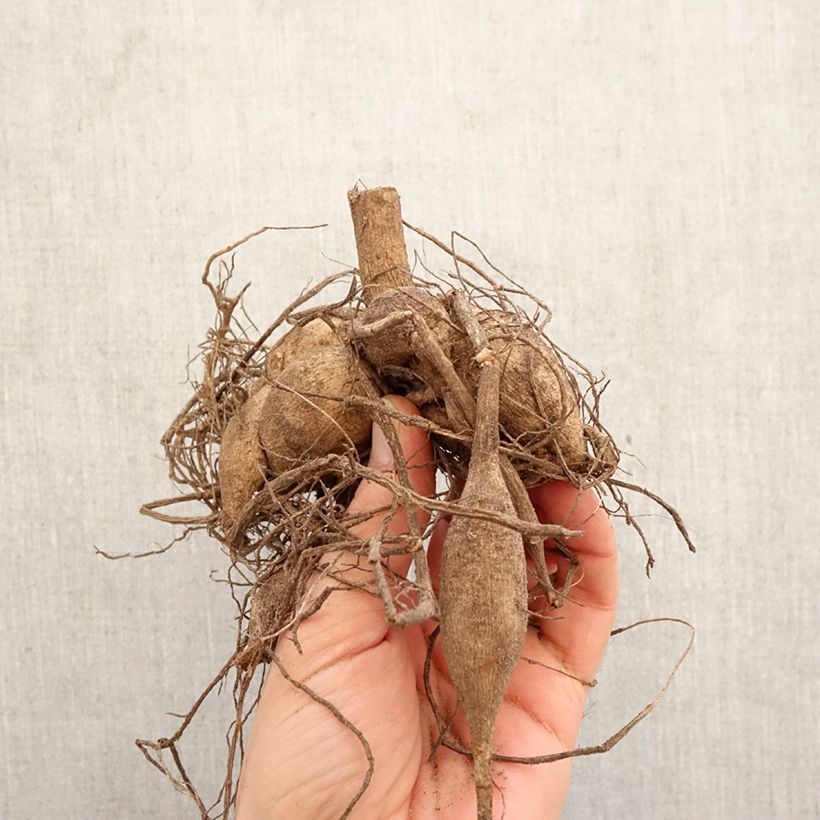 Dahlia Camargue Bulb sample as delivered in spring